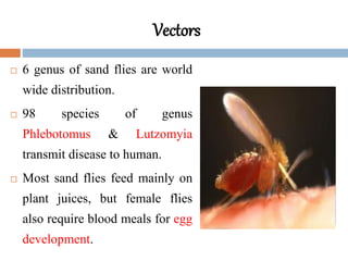 Vectors
 6 genus of sand flies are world
wide distribution.
 98 species of genus
Phlebotomus & Lutzomyia
transmit disease to human.
 Most sand flies feed mainly on
plant juices, but female flies
also require blood meals for egg
development.
 