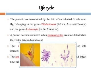 Life cycle
 The parasite are transmitted by the bite of an infected female sand
fly, belonging to the genus Phlebotomus (Africa, Asia and Europe)
and the genus Lutzomyia (in the Americas).
 A person becomes infected when promastigotes are inoculated when
the vector takes a blood meal.
 The macrophages engulph promastigotes which develop into
intracellular forms called amastigotes.
 The amastigote multiply, rupture from the macrophages and infect
new cells.
 