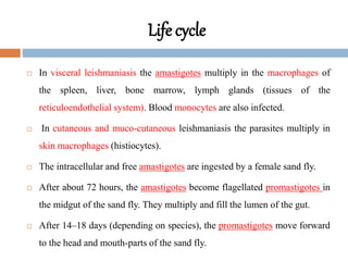 Life cycle
 In visceral leishmaniasis the amastigotes multiply in the macrophages of
the spleen, liver, bone marrow, lymph glands (tissues of the
reticuloendothelial system). Blood monocytes are also infected.
 In cutaneous and muco-cutaneous leishmaniasis the parasites multiply in
skin macrophages (histiocytes).
 The intracellular and free amastigotes are ingested by a female sand fly.
 After about 72 hours, the amastigotes become flagellated promastigotes in
the midgut of the sand fly. They multiply and fill the lumen of the gut.
 After 14–18 days (depending on species), the promastigotes move forward
to the head and mouth-parts of the sand fly.
 