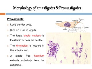 Morphology of amastigotes & Promastigotes
Promastigote:
 Long slender body.
 Size 9-15 μm in length.
 The large single nucleus is
located in or near the center.
 The kinetoplast is located in
the anterior end.
 A single free flagellum
extends anteriorly from the
axoneme.
 