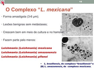O Complexo “ L. mexicana ” Forma amastigota (3-6 µm); Lesões benignas sem metástases; Crescem bem em meio de cultura e no hamster; Fazem parte pelo menos: Leishmania (Leishmania) mexicana Leishmania (Leishmania) amazonensis Leishmania (Leishmania) pifanoi 10   m L. braziliensis,  do complexo “ braziliensis”  e  (B)  L. amazonensis,  do  complexo  mexicana. 