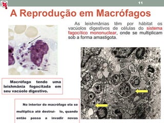 A Reprodução em Macrófagos Macrófago tendo uma leishmânia fogocitada em seu vacúolo digestivo. As leishmânias têm por hábitat os vacúolos digestivos de células do  sistema fagocítico mononuclear , onde se multiplicam sob a forma amastigota. No interior do macrófago ela se multiplica até destruí-  lo, quando ent ã o passa a invadir novas células. 