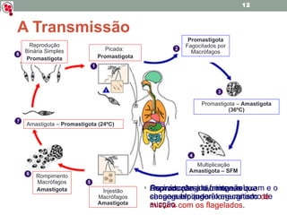 A Transmissão Reprodução é tão intensa que chega a bloquear o mecanismo de sucção.  Picada:  Promastigota Aspiram sangue, mas não conseguem ingerí-lo. Os músculos da faringe relaxam e o sangue aspirado é regurgitado   de mistura com os flagelados . Promastigota  Fagocitados por Macrófagos Promastigota –  Amastigota (36ºC) Multiplicação  Amastigota – SFM Injestão Macrófagos  Amastigota Rompimento Macrófagos Amastigota Amastigota –  Promastigota (24ºC) Reprodução Binária Simples Promastigota 