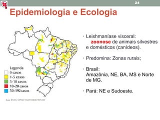 Epidemiologia e Ecologia Leishmaníase visceral:  zoonose   de animais silvestres e domésticos (canídeos). Predomina: Zonas rurais; Brasil:  Amazônia, NE, BA, MS e Norte de MG. Pará: NE e Sudoeste. 