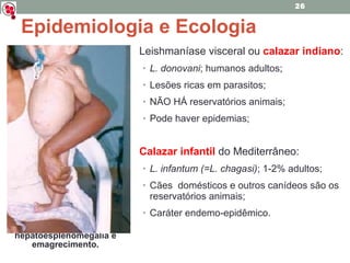 Paciente com acentuada hepatoesplenomegalia e emagrecimento. Epidemiologia e Ecologia Leishmaníase visceral ou  calazar indiano : L. donovani ; humanos adultos; Lesões ricas em parasitos; NÃO HÁ reservatórios animais; Pode haver epidemias; Calazar infantil  do Mediterrâneo: L. infantum (=L. chagasi) ; 1-2% adultos; Cães  domésticos e outros canídeos são os reservatórios animais; Caráter endemo-epidêmico. 