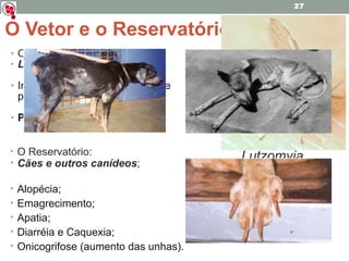 O Vetor e o Reservatório O Vetor: Lutzomyia longipalpis ; Infectam-se ao sugar sangue de pessoas parasitadas; Promastigota metacíclica. O Reservatório: Cães e outros canídeos ; Alopécia;  Emagrecimento;  Apatia;  Diarréia e Caquexia; Onicogrifose (aumento das unhas). Lutzomyia 