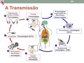 A Transmissão Picada:  Promastigota Promastigota –  Amastigota (36ºC) Promastigota  Fagocitados por Macrófagos Outros tecidos Multiplicação  Amastigota – SFM Injestão Macrófagos  Amastigota Rompimento Macrófagos Amastigota Amastigota –  Promastigota (24ºC) Reprodução Binária Simples Promastigota 