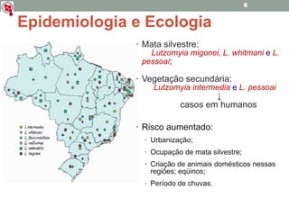 Epidemiologia e Ecologia Mata silvestre: Lutzomyia migonei, L. whitmani   e   L. pessoai ; Vegetação secundária: Lutzomyia intermedia   e   L. pessoai ↓ casos em humanos Risco aumentado: Urbanização; Ocupação de mata silvestre; Criação de animais domésticos nessas regiões; eqüinos; Período de chuvas. 