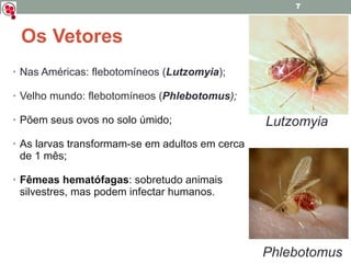 Os Vetores Nas Américas: flebotomíneos ( Lutzomyia ); Velho mundo: flebotomíneos ( Phlebotomus ); Põem seus ovos no solo úmido; As larvas transformam-se em adultos em cerca de 1 mês; Fêmeas hematófagas : sobretudo animais silvestres, mas podem infectar humanos. Lutzomyia Phlebotomus 