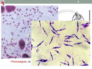 Gênero Leishmania Presentes em regiões quentes do velho e novo mundo; Insetos da família Phlebo-tomidae (mosquito-palha); Nas Américas: “complexos”: - Complexo   Leishmania braziliensis ; - Complexo   Leishmania mexicana ; - Complexo   Leishmania donovani . Formas evolutivas: - Amastigota , nos vertebrados; - Promastigota , no tubo digestivo dos insetos.  
