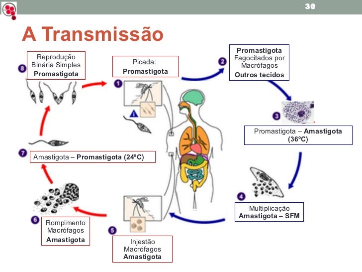 Leishmaníase Tegumentar Americana e Visceral
