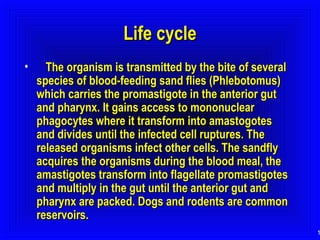 Life cycle
•

The organism is transmitted by the bite of several
species of blood-feeding sand flies (Phlebotomus)
which carries the promastigote in the anterior gut
and pharynx. It gains access to mononuclear
phagocytes where it transform into amastogotes
and divides until the infected cell ruptures. The
released organisms infect other cells. The sandfly
acquires the organisms during the blood meal, the
amastigotes transform into flagellate promastigotes
and multiply in the gut until the anterior gut and
pharynx are packed. Dogs and rodents are common
reservoirs.

1

 