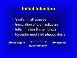 Initial Infection
•
•
•
•

Similar in all species
Inoculation of promastigotes
Inflammation & chemotaxis
Receptor mediated phagocytosis

Promastigote

Amasitgote
Transformation

1

 