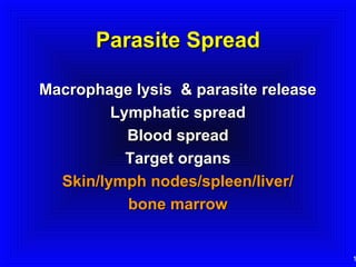 Parasite Spread
Macrophage lysis & parasite release
Lymphatic spread
Blood spread
Target organs
Skin/lymph nodes/spleen/liver/
bone marrow

1

 
