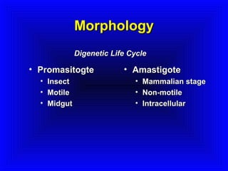 Morphology
Digenetic Life Cycle

• Promasitogte
• Insect
• Motile
• Midgut

• Amastigote
• Mammalian stage
• Non-motile
• Intracellular

 