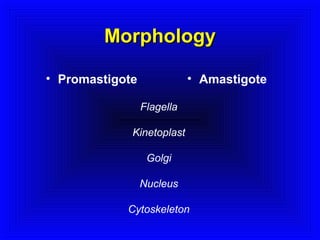 Morphology
• Promastigote

• Amastigote
Flagella

Kinetoplast
Golgi
Nucleus
Cytoskeleton

 