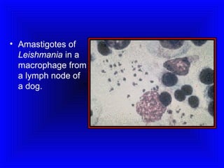 • Amastigotes of
Leishmania in a
macrophage from
a lymph node of
a dog.

 