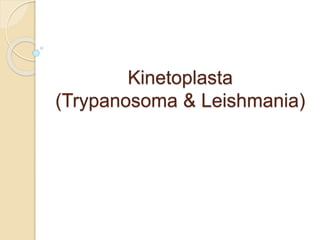 Kinetoplasta
(Trypanosoma & Leishmania)
 