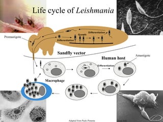 Adapted from Paulo Pimenta
Life cycle of Leishmania
Promastigote
Amastigote
Sandfly vector
Human host
Differentiation
Differentiation
Growth
Macrophage
Differentiation
Dwyer, D.M.
Dwyer, D.M.
Debrabant,A.
 