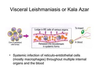 Visceral Leishmaniasis or Kala Azar
• Systemic infection of reticulo-entdothelial cells
(mostly macrophages) throughout multiple internal
organs and the blood
 