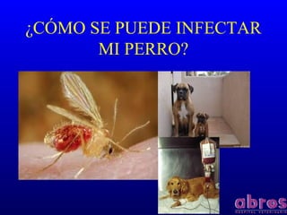 ¿CÓMO SE PUEDE INFECTAR
MI PERRO?
 
