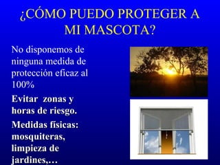 ¿CÓMO PUEDO PROTEGER A
MI MASCOTA?
No disponemos de
ninguna medida de
protección eficaz al
100%
Evitar zonas yEvitar zonas y
horas de riesgo.horas de riesgo.
Medidas físicas:Medidas físicas:
mosquiteras,mosquiteras,
limpieza delimpieza de
jardines,…jardines,…
 