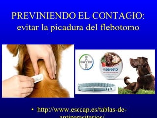 PREVINIENDO EL CONTAGIO:
evitar la picadura del flebotomo
• http://www.esccap.es/tablas-de-
 