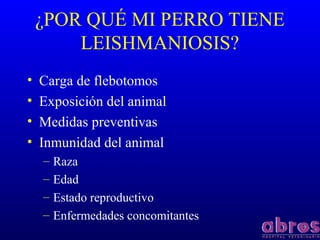 ¿POR QUÉ MI PERRO TIENE
LEISHMANIOSIS?
• Carga de flebotomos
• Exposición del animal
• Medidas preventivas
• Inmunidad del animal
– Raza
– Edad
– Estado reproductivo
– Enfermedades concomitantes
 