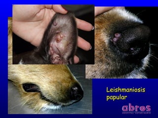 LeishmaniosisLeishmaniosis
papularpapular
 