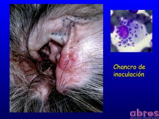 Chancro deChancro de
inoculacióninoculación
 