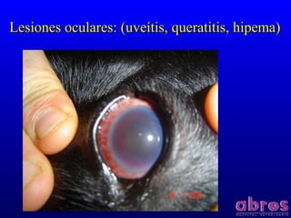 Lesiones oculares: (uveítis, queratitis, hipema)Lesiones oculares: (uveítis, queratitis, hipema)
 
