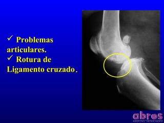  ProblemasProblemas
articulares.articulares.
 Rotura deRotura de
Ligamento cruzadoLigamento cruzado..
 