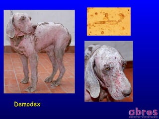 DemodexDemodex
 