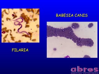 FILARIAFILARIA
BABESIA CANISBABESIA CANIS
 