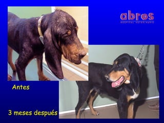 AntesAntes
3 meses después3 meses después
 