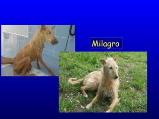 Milagro
 