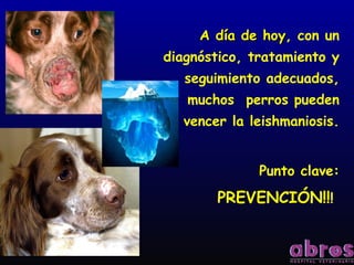 A día de hoyA día de hoy, con un
diagnóstico, tratamiento y
seguimiento adecuados,
muchos perros pueden
vencer la leishmaniosis.
Punto clave:
PREVENCIÓN!!!
 