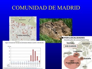 COMUNIDAD DE MADRID
 