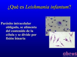 Parásito intracelularParásito intracelular
obligado, se alimentaobligado, se alimenta
del contenido de ladel contenido de la
célula y se divide porcélula y se divide por
fisión binariafisión binaria
¿Qué es¿Qué es Leishmania infantumLeishmania infantum??
 