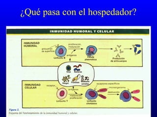 ¿Qué pasa con el hospedador?
 
