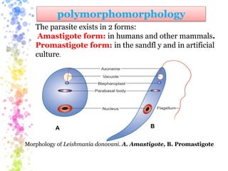 Promastigit In Rbc Leishmania | PPTX