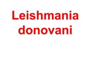 Leishmania
donovani
 
