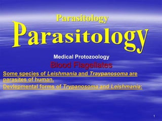 1
Medical Protozoology
Blood Flagellates
Some species of Leishmania and Traypanosoma are
parasites of human.
Devlepmental forms of Trypanosoma and Leishmania:
Parasitology
 