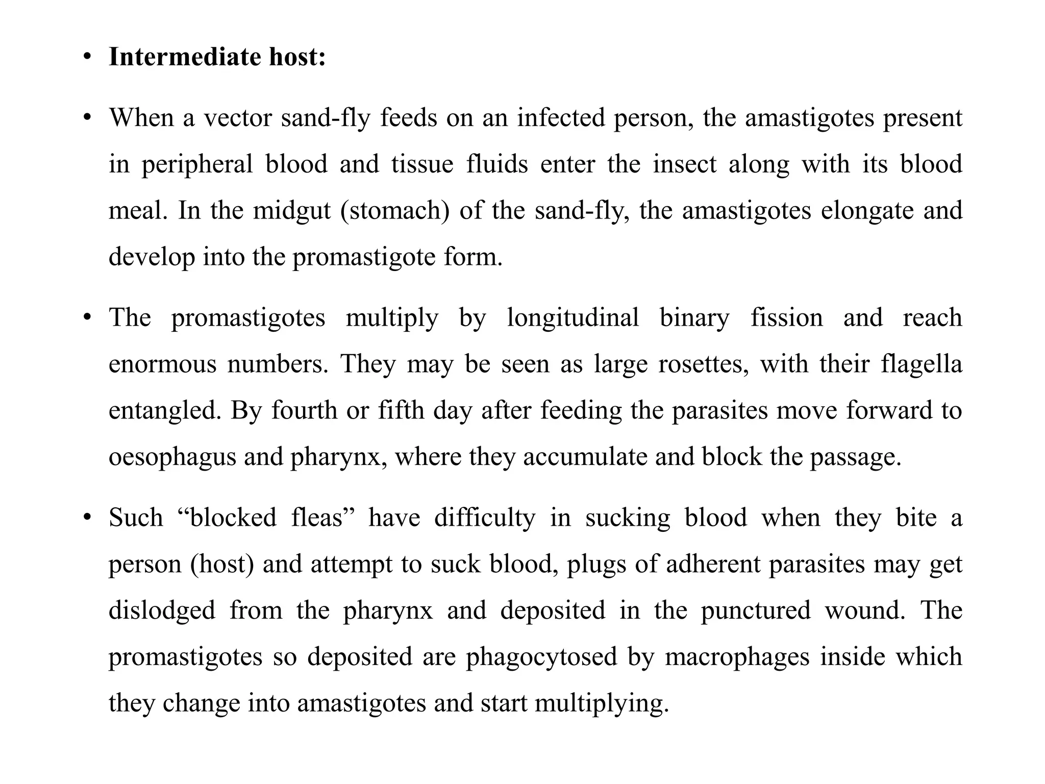 Unveiling the Intricacies of Leishmania donovani: Structure, Life Cycle ...