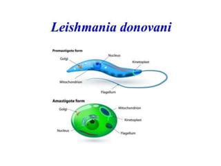 Leishmania
 