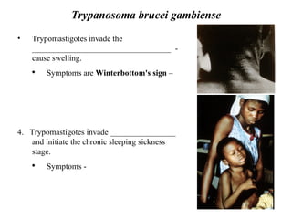 Winterbutton Sign Leishmania And Trypanosoma | PPT