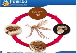 Leishmaniasis en humanos
Mtra. Contenidistade Ciencias Naturales ElidaValejo
FLEBÓTO
MO