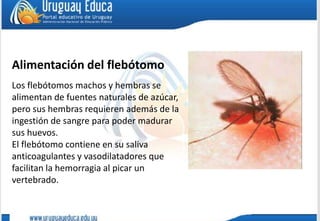 Alimentación del flebótomo
Los flebótomos machos y hembras se
alimentan de fuentes naturales de azúcar,
pero sus hembras requieren además de la
ingestión de sangre para poder madurar
sus huevos.
El flebótomo contiene en su saliva
anticoagulantes y vasodilatadores que
facilitan la hemorragia al picar un
vertebrado.