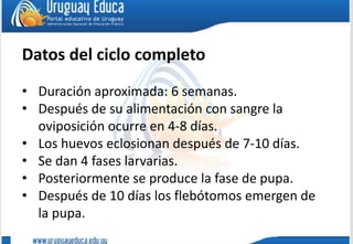 Datos del ciclo completo
• Duración aproximada: 6 semanas.
• Después de su alimentación con sangre la
oviposición ocurre en 4-8 días.
• Los huevos eclosionan después de 7-10 días.
• Se dan 4 fases larvarias.
• Posteriormente se produce la fase de pupa.
• Después de 10 días los flebótomos emergen de
la pupa.