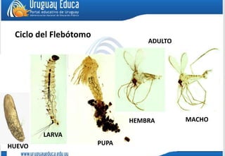 Ciclo del Flebótomo
LARVA
HUEVO PUPA
ADULTO
HEMBRA MACHO